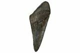 Partial Fossil Megalodon Tooth - South Carolina #356870-1